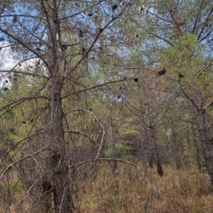 4,469m² Plot for Sale in Pano Platres, Limassol District