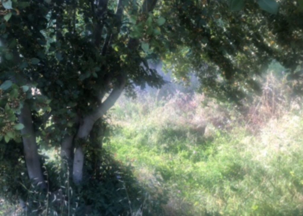 482m² Plot for Sale in Pano Platres, Limassol District