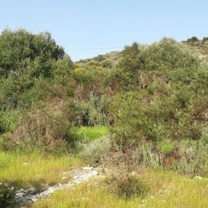 15,800m² Plot for Sale in Kalavasos, Larnaca District