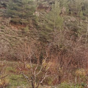 6,355m² Plot for Sale in Dymes, Limassol District