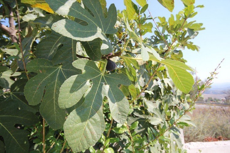 4 Bedroom House for Sale in Paphos