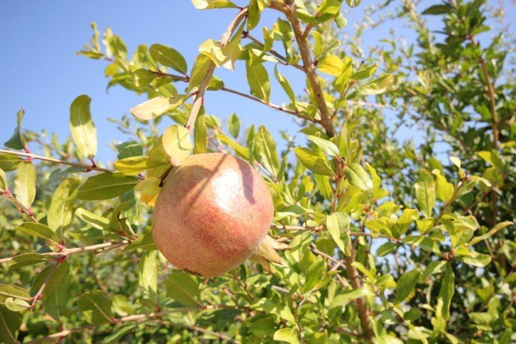 4 Bedroom House for Sale in Paphos