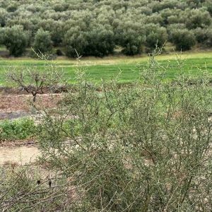 2,610m² Plot for Sale in Nikokleia, Paphos District