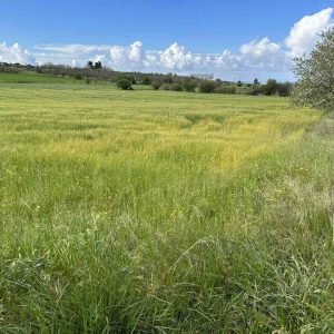 5,040m² Plot for Sale in Anarita, Paphos District