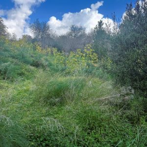 855m² Plot for Sale in Tremithousa, Paphos District