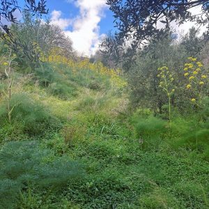 855m² Plot for Sale in Tremithousa, Paphos District