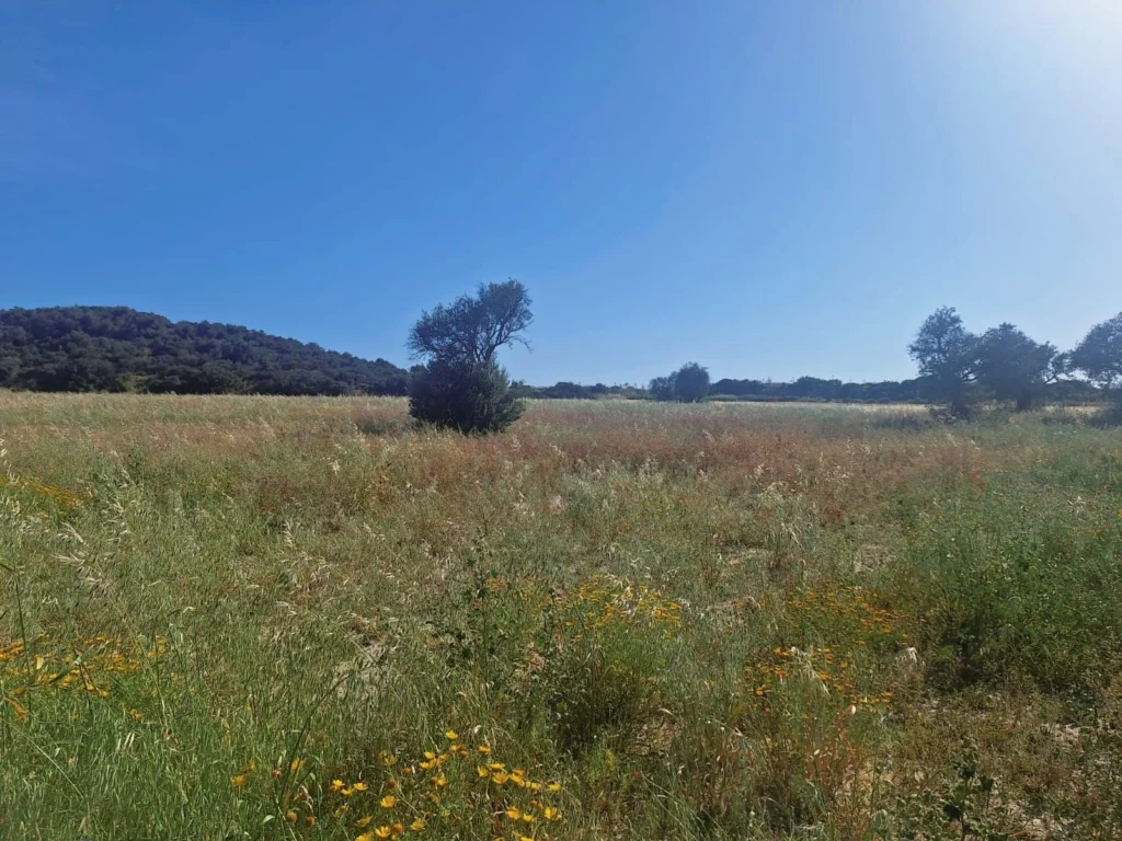 14,930m² Plot for Sale in Zygi, Limassol District