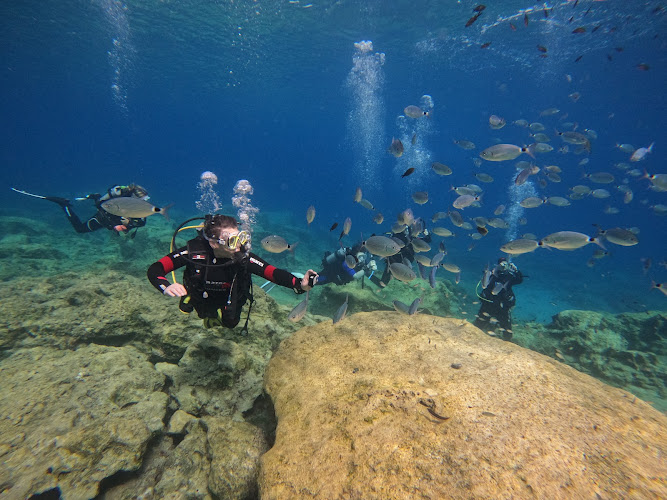 Reef Junkies