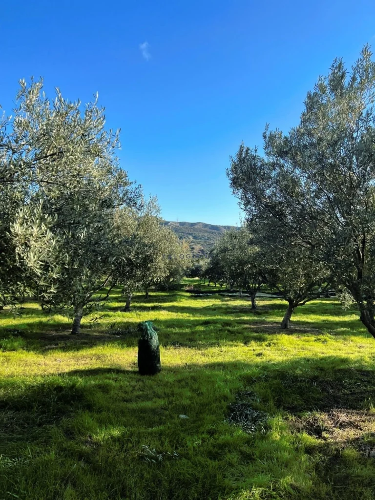 7,024m² Plot for Sale in Kalavasos, Larnaca District