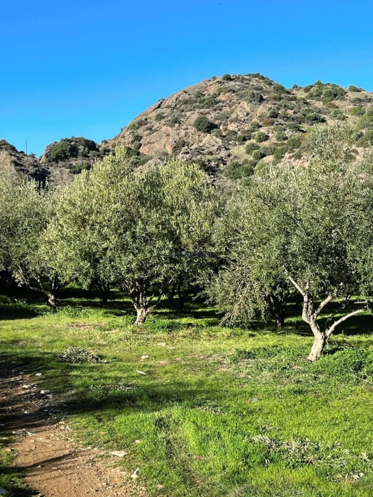 7,024m² Plot for Sale in Kalavasos, Larnaca District
