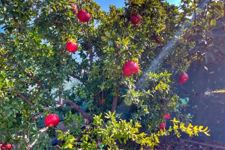 3 Bedroom House for Sale in Maroni, Larnaca District