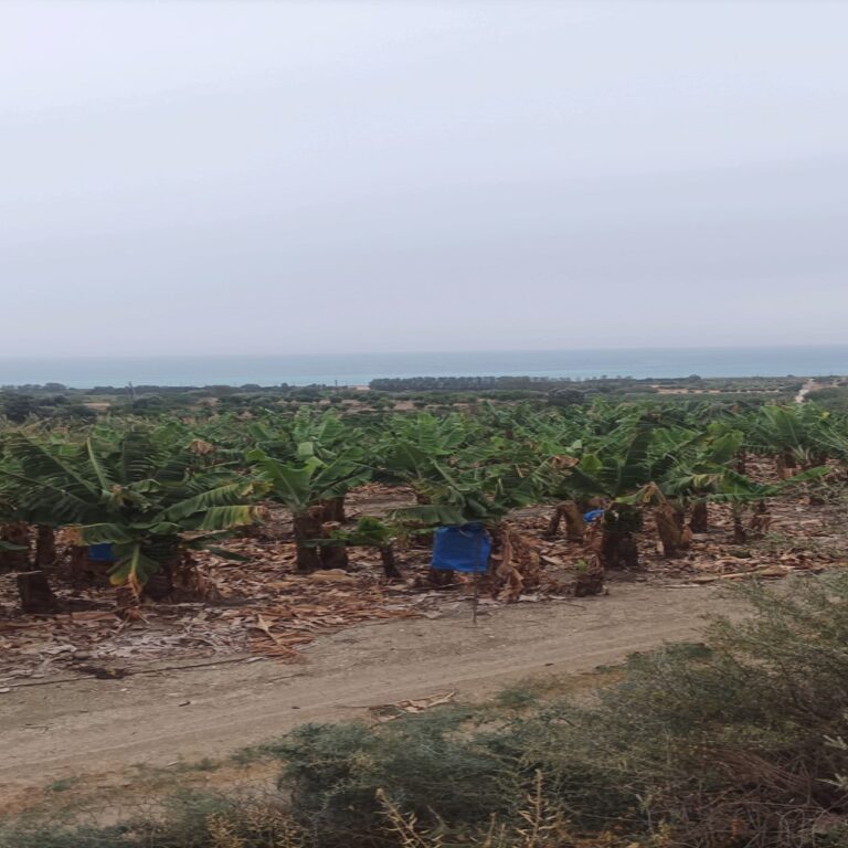 Paphos