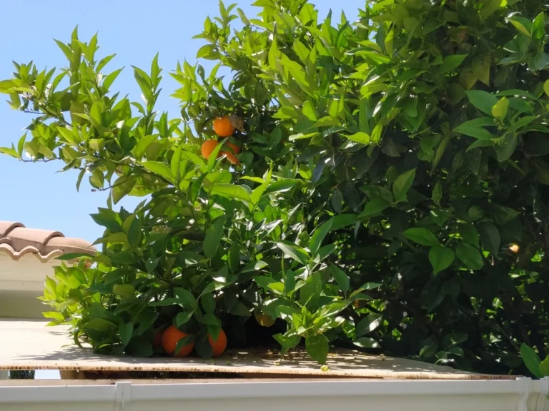 3 Bedroom House for Rent in Agios Tychonas, Limassol District