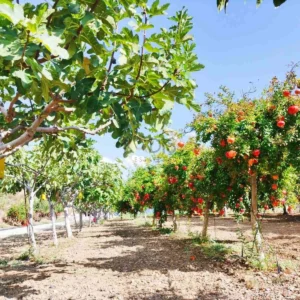 2 Bedroom House for Sale in Klirou, Nicosia District