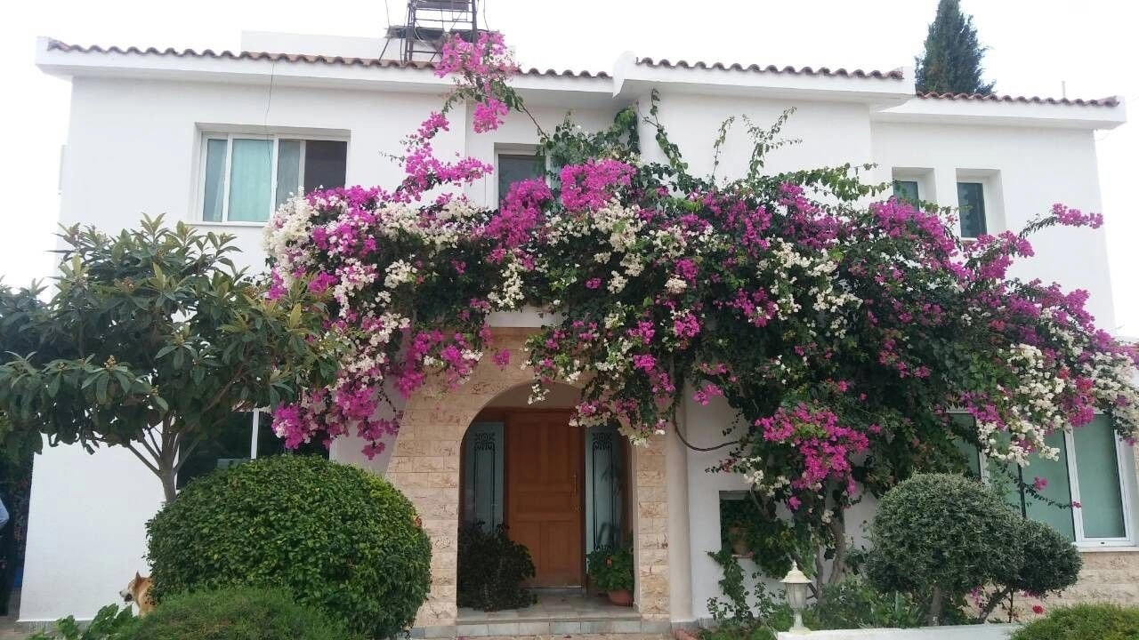 5 Bedroom House for Rent in Armou, Paphos District