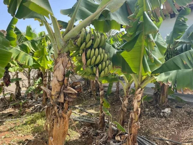 1 Bedroom House for Rent in Anarita, Paphos District