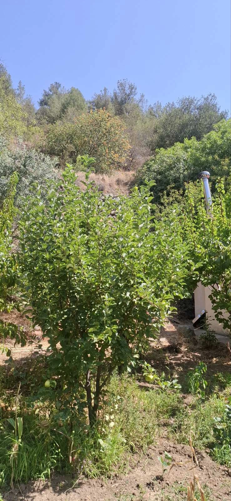 2 Bedroom House for Rent in Zoopigi, Limassol District