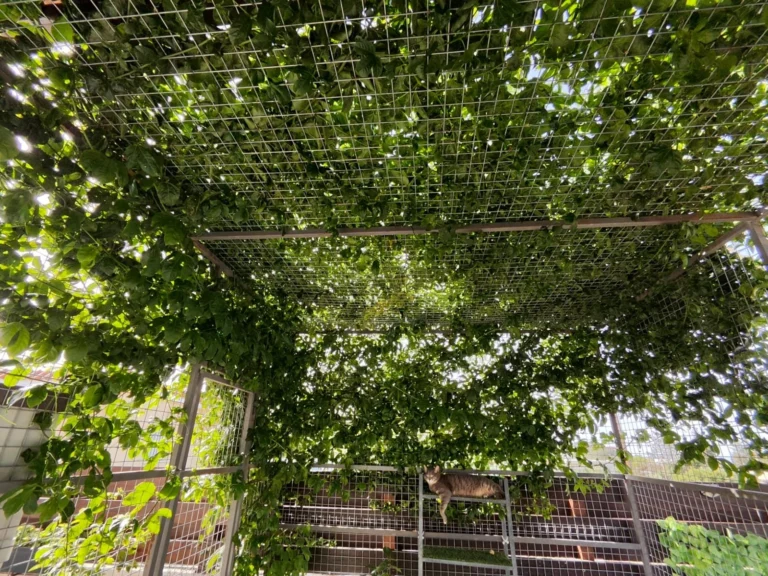 2 Bedroom House for Sale in Parekklisia, Limassol District