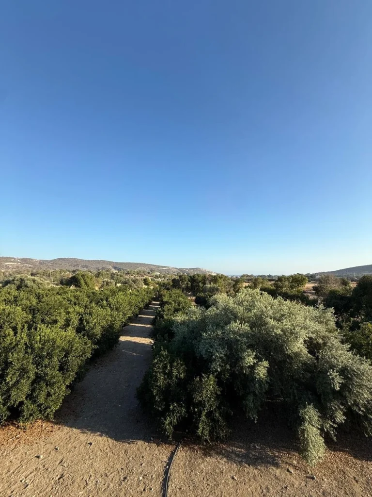 Σπίτι 6+ υπνοδωματίων προς ενοικίαση στη Μονή, Επαρχία Λεμεσού